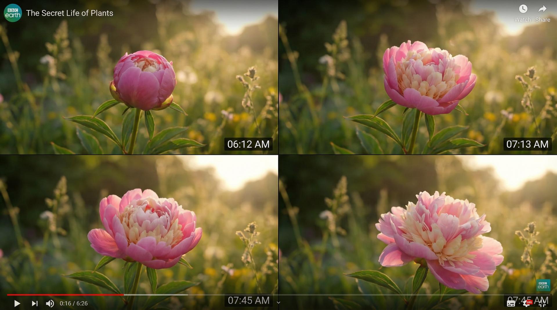 海角网植物视频